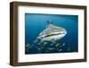 Whale Shark and Golden Trevally, Cenderawasih Bay, West Papua, Indonesia-Pete Oxford-Framed Photographic Print