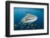 Whale Shark and Golden Trevally, Cenderawasih Bay, West Papua, Indonesia-Pete Oxford-Framed Photographic Print