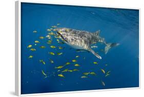 Whale Shark and Golden Trevally, Cenderawasih Bay, West Papua, Indonesia-Pete Oxford-Framed Photographic Print