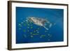 Whale Shark and Golden Trevally, Cenderawasih Bay, West Papua, Indonesia-Pete Oxford-Framed Photographic Print