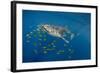 Whale Shark and Golden Trevally, Cenderawasih Bay, West Papua, Indonesia-Pete Oxford-Framed Photographic Print