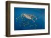 Whale Shark and Golden Trevally, Cenderawasih Bay, West Papua, Indonesia-Pete Oxford-Framed Photographic Print