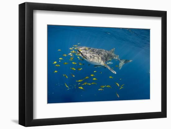 Whale Shark and Golden Trevally, Cenderawasih Bay, West Papua, Indonesia-Pete Oxford-Framed Photographic Print