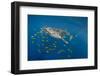 Whale Shark and Golden Trevally, Cenderawasih Bay, West Papua, Indonesia-Pete Oxford-Framed Photographic Print