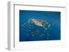 Whale Shark and Golden Trevally, Cenderawasih Bay, West Papua, Indonesia-Pete Oxford-Framed Photographic Print