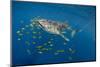 Whale Shark and Golden Trevally, Cenderawasih Bay, West Papua, Indonesia-Pete Oxford-Mounted Photographic Print