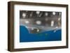 Whale Shark and Golden Trevally, Cenderawasih Bay, West Papua, Indonesia-Pete Oxford-Framed Photographic Print