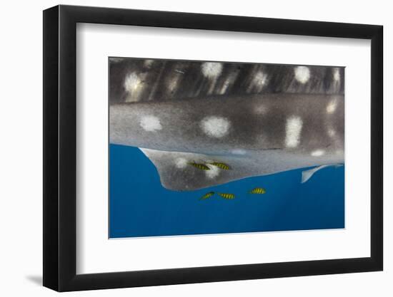 Whale Shark and Golden Trevally, Cenderawasih Bay, West Papua, Indonesia-Pete Oxford-Framed Photographic Print