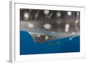 Whale Shark and Golden Trevally, Cenderawasih Bay, West Papua, Indonesia-Pete Oxford-Framed Photographic Print