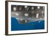 Whale Shark and Golden Trevally, Cenderawasih Bay, West Papua, Indonesia-Pete Oxford-Framed Photographic Print