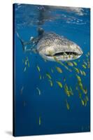 Whale Shark and Golden Trevally, Cenderawasih Bay, West Papua, Indonesia-Pete Oxford-Stretched Canvas