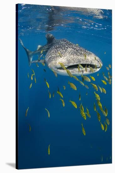 Whale Shark and Golden Trevally, Cenderawasih Bay, West Papua, Indonesia-Pete Oxford-Stretched Canvas