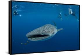 Whale Shark and People. Cenderawasih Bay, West Papua, Indonesia-Pete Oxford-Framed Stretched Canvas