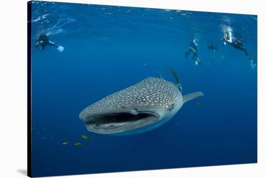 Whale Shark and People. Cenderawasih Bay, West Papua, Indonesia-Pete Oxford-Stretched Canvas