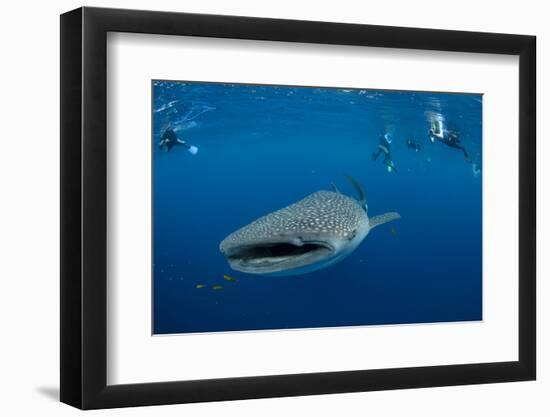 Whale Shark and People. Cenderawasih Bay, West Papua, Indonesia-Pete Oxford-Framed Photographic Print