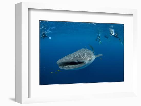 Whale Shark and People. Cenderawasih Bay, West Papua, Indonesia-Pete Oxford-Framed Photographic Print