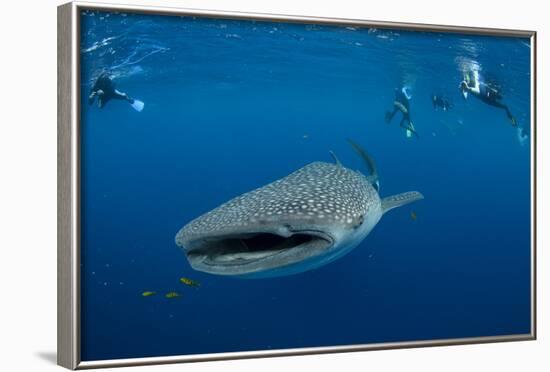 Whale Shark and People. Cenderawasih Bay, West Papua, Indonesia-Pete Oxford-Framed Photographic Print