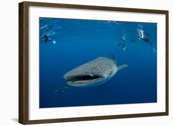 Whale Shark and People. Cenderawasih Bay, West Papua, Indonesia-Pete Oxford-Framed Photographic Print