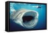 Whale Shark and Snorkeller Mouth Open Feeding, 60ft Long-null-Framed Stretched Canvas