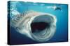 Whale Shark and Snorkeller Mouth Open Feeding, 60ft Long-null-Stretched Canvas