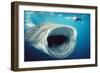 Whale Shark and Snorkeller Mouth Open Feeding, 60ft Long-null-Framed Photographic Print