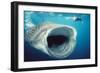 Whale Shark and Snorkeller Mouth Open Feeding, 60ft Long-null-Framed Photographic Print