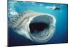 Whale Shark and Snorkeller Mouth Open Feeding, 60ft Long-null-Mounted Photographic Print