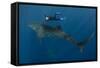 Whale Shark and Tourist. Cenderawasih Bay, West Papua, Indonesia-Pete Oxford-Framed Stretched Canvas