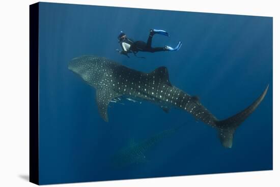 Whale Shark and Tourist. Cenderawasih Bay, West Papua, Indonesia-Pete Oxford-Stretched Canvas