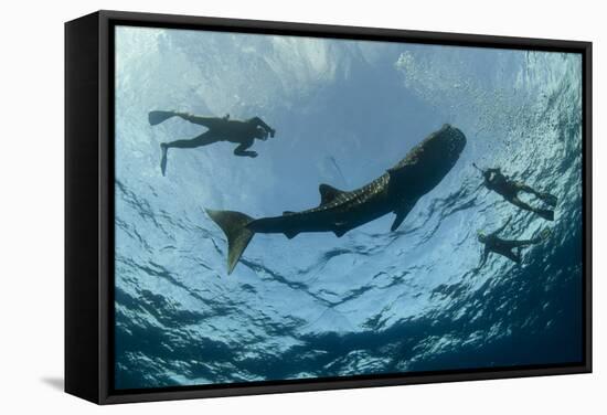 Whale Shark and Tourist. Cenderawasih Bay, West Papua, Indonesia-Pete Oxford-Framed Stretched Canvas