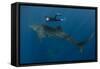 Whale Shark and Tourist. Cenderawasih Bay, West Papua, Indonesia-Pete Oxford-Framed Stretched Canvas