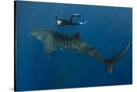 Whale Shark and Tourist. Cenderawasih Bay, West Papua, Indonesia-Pete Oxford-Stretched Canvas