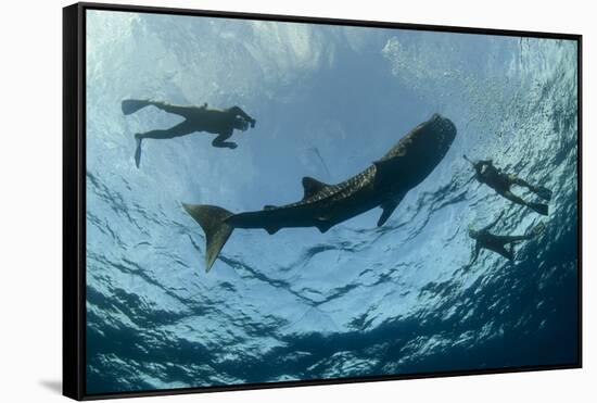 Whale Shark and Tourist. Cenderawasih Bay, West Papua, Indonesia-Pete Oxford-Framed Stretched Canvas