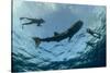 Whale Shark and Tourist. Cenderawasih Bay, West Papua, Indonesia-Pete Oxford-Stretched Canvas