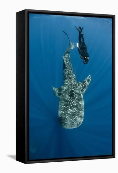 Whale Shark and Tourist. Cenderawasih Bay, West Papua, Indonesia-Pete Oxford-Framed Stretched Canvas