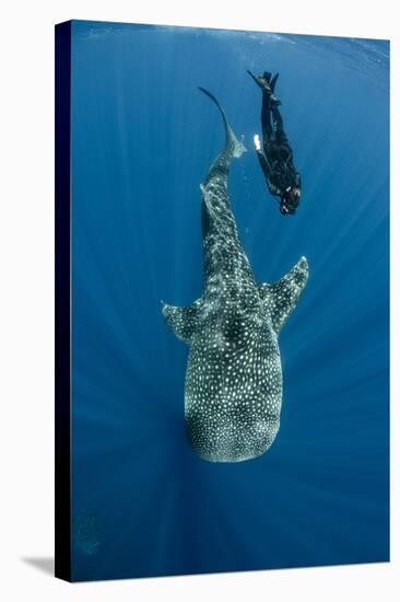 Whale Shark and Tourist. Cenderawasih Bay, West Papua, Indonesia-Pete Oxford-Stretched Canvas