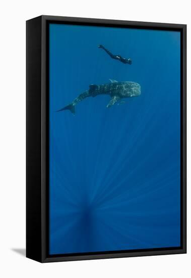 Whale Shark and Tourist. Cenderawasih Bay, West Papua, Indonesia-Pete Oxford-Framed Stretched Canvas