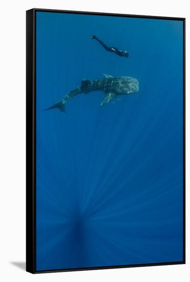 Whale Shark and Tourist. Cenderawasih Bay, West Papua, Indonesia-Pete Oxford-Framed Stretched Canvas