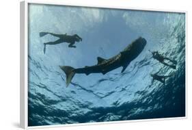 Whale Shark and Tourist. Cenderawasih Bay, West Papua, Indonesia-Pete Oxford-Framed Photographic Print