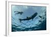 Whale Shark and Tourist. Cenderawasih Bay, West Papua, Indonesia-Pete Oxford-Framed Photographic Print