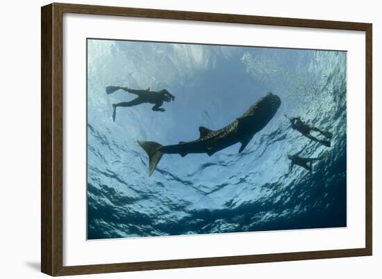 Whale Shark and Tourist. Cenderawasih Bay, West Papua, Indonesia-Pete Oxford-Framed Photographic Print