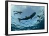 Whale Shark and Tourist. Cenderawasih Bay, West Papua, Indonesia-Pete Oxford-Framed Photographic Print