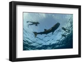 Whale Shark and Tourist. Cenderawasih Bay, West Papua, Indonesia-Pete Oxford-Framed Photographic Print