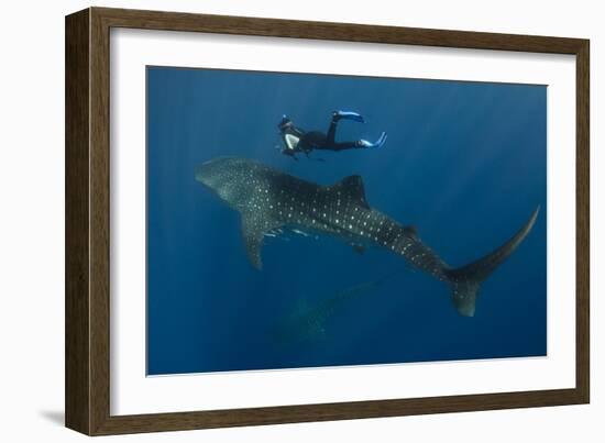 Whale Shark and Tourist. Cenderawasih Bay, West Papua, Indonesia-Pete Oxford-Framed Photographic Print