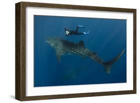 Whale Shark and Tourist. Cenderawasih Bay, West Papua, Indonesia-Pete Oxford-Framed Photographic Print