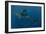 Whale Shark and Tourist. Cenderawasih Bay, West Papua, Indonesia-Pete Oxford-Framed Photographic Print