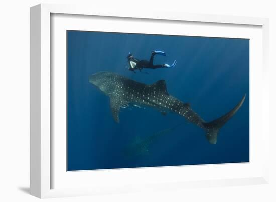 Whale Shark and Tourist. Cenderawasih Bay, West Papua, Indonesia-Pete Oxford-Framed Photographic Print