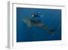 Whale Shark and Tourist. Cenderawasih Bay, West Papua, Indonesia-Pete Oxford-Framed Photographic Print