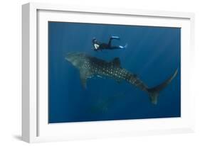 Whale Shark and Tourist. Cenderawasih Bay, West Papua, Indonesia-Pete Oxford-Framed Photographic Print