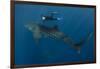 Whale Shark and Tourist. Cenderawasih Bay, West Papua, Indonesia-Pete Oxford-Framed Photographic Print